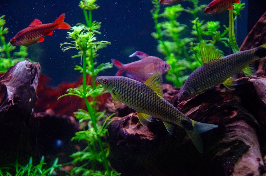 Colorful tropical fish swimming among green plants in a clean aquarium