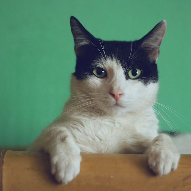 Black and white cat resting its paws on a wooden ledge
