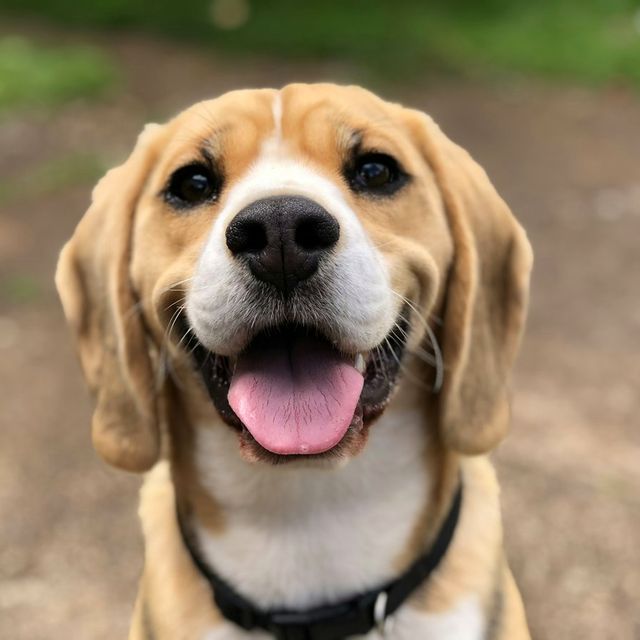 Smiling beagle looking at the camera