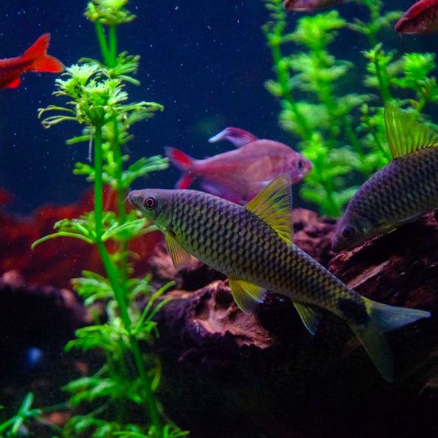 Colorful tropical fish swimming in a planted aquarium