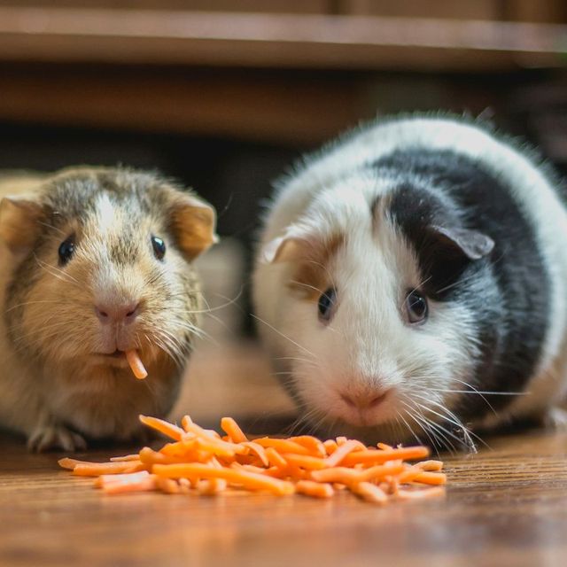 Two guinea pigs sharing a pile of shredded carrots
